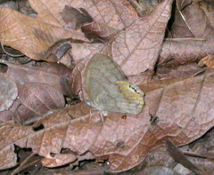 Cyllopsis nayarit