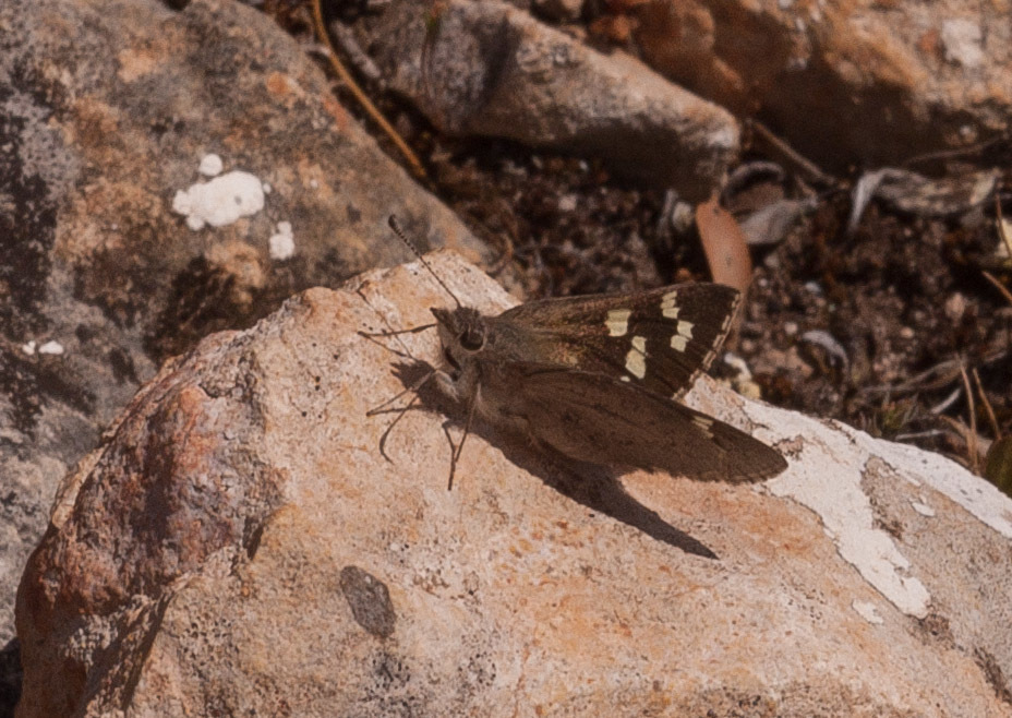 black-and-white skipper