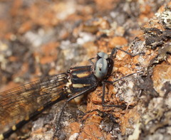 Cordulephya montana