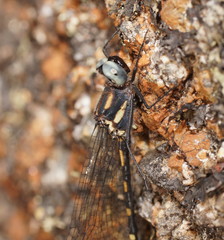 Cordulephya montana