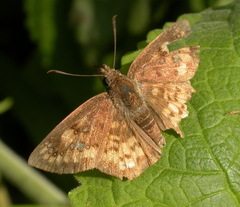 Polyctor enops