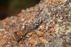 Cordulephya montana