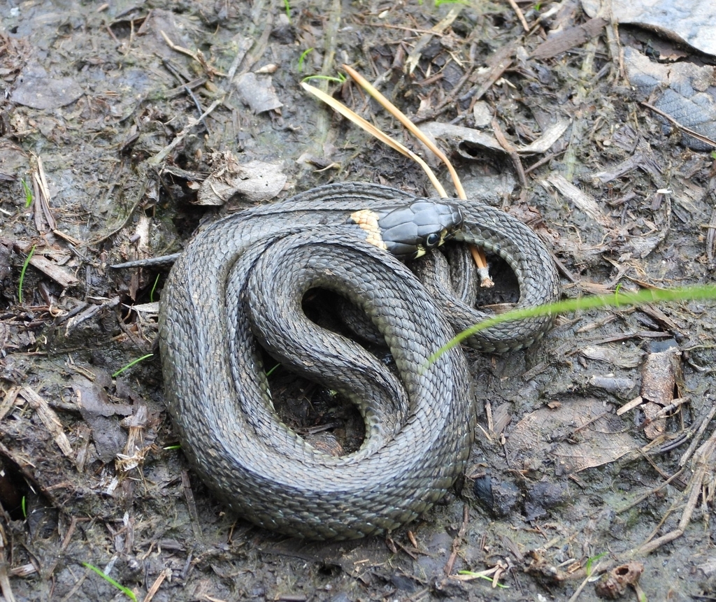 grass snake from Chuvashia Republic, Russia, 428011 on July 22, 2023 at ...