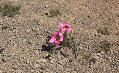 Romulea subfistulosa