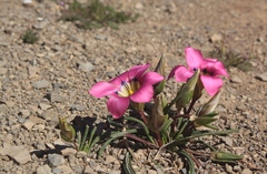 Romulea subfistulosa