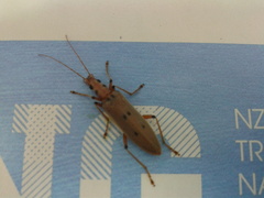 Parisopalpus nigronotatus