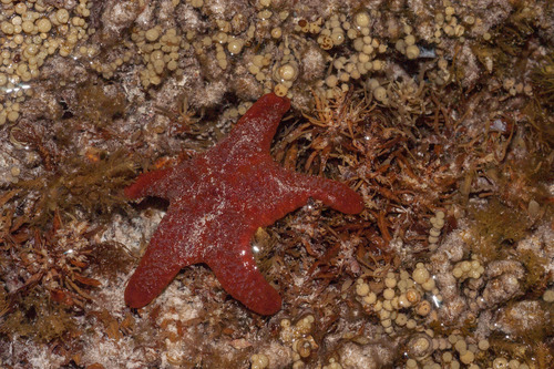 Petricia vernicina