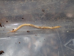 Geophilus regnans