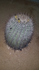 Ferocactus emoryi emoryi