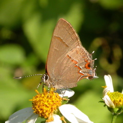 Electrostrymon guzanta