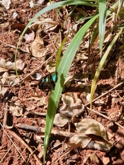 Papilio phorcas ansorgei