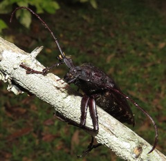 Macrotoma natala