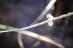 Nehalennia pallidula