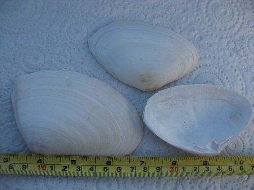 Oxyperas elongatum
