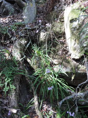 Tulbaghia maritima