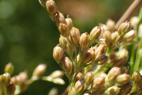 Juncus polyanthemus