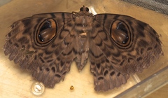 Erebus macrops