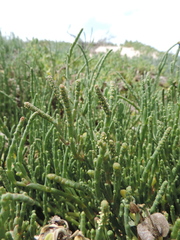 Salicornia decumbens
