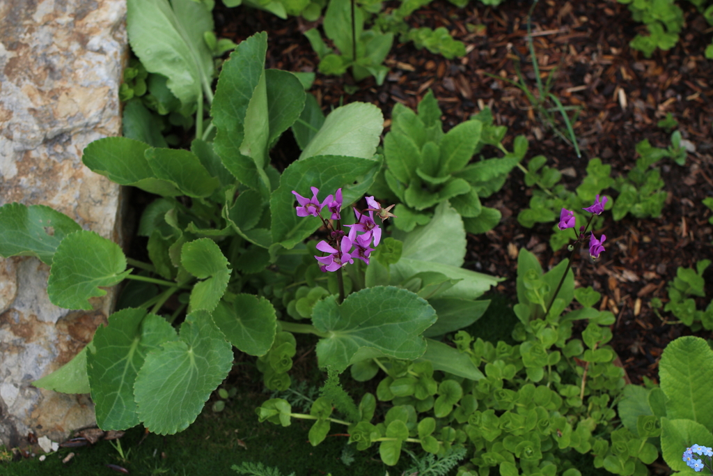 Shooting Stars from Vail, CO 81657, USA on June 16, 2023 at 1129 AM by Scott F Smith · iNaturalist