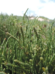 Salicornia decumbens