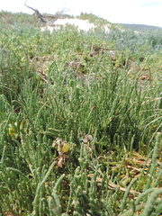 Salicornia decumbens