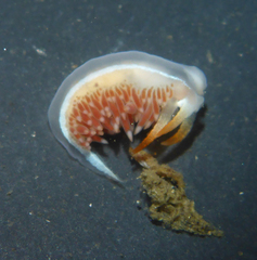 Coryphella cooperi