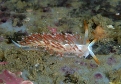 Coryphella cooperi