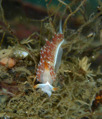 Coryphella cooperi