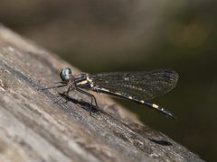 Cordulephya montana