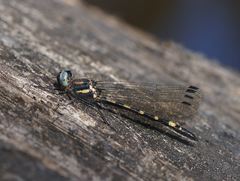 Cordulephya montana