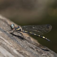 Cordulephya montana