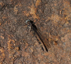 Cordulephya montana