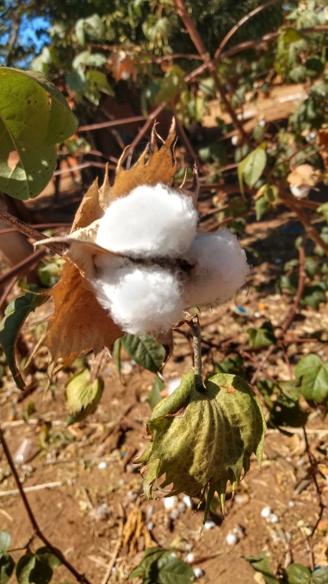 Gossypium hirsutum