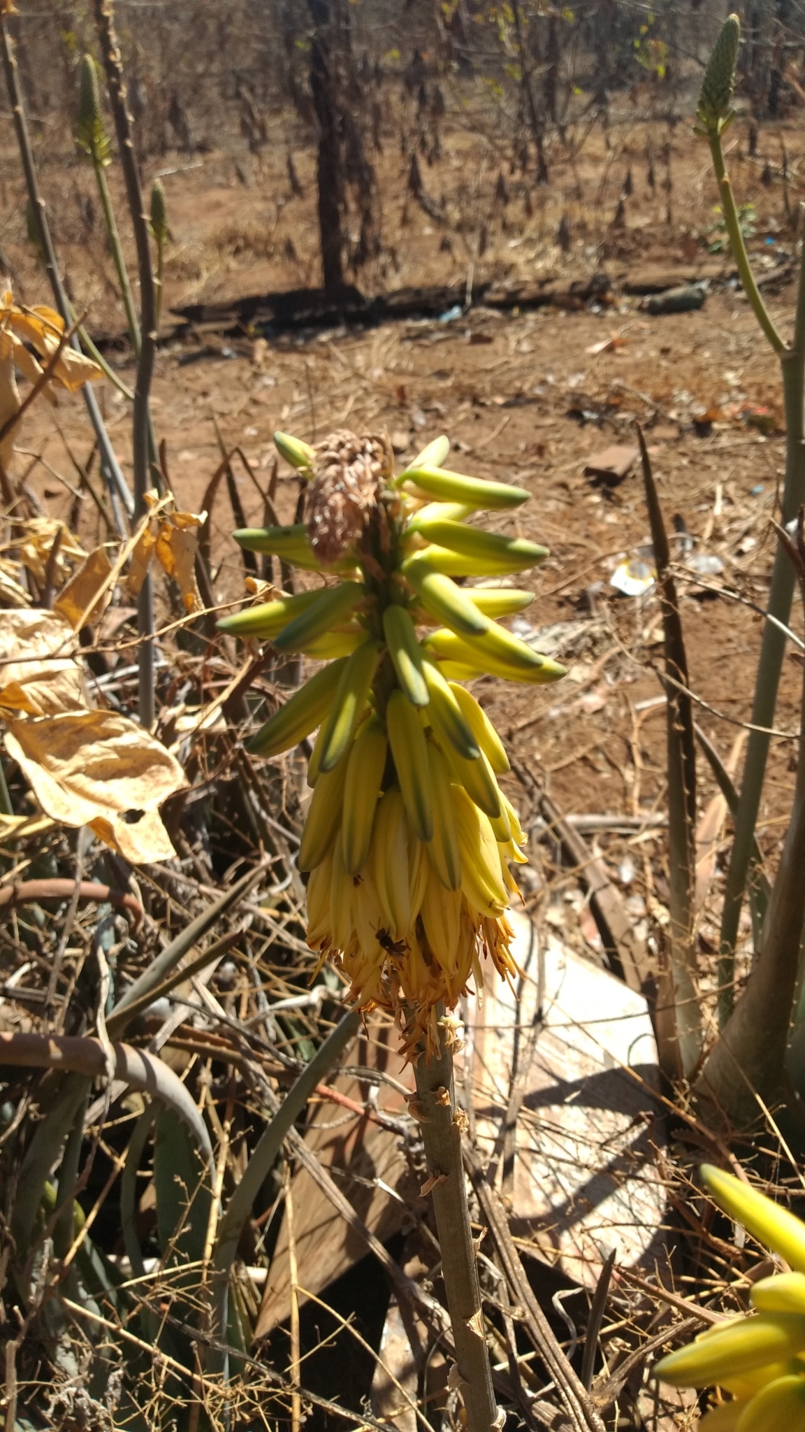 Aloe vera