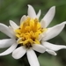 Coronilla - Photo (c) Arián Isaac Malagón Coronado, algunos derechos reservados (CC BY-NC), subido por Arián Isaac Malagón Coronado