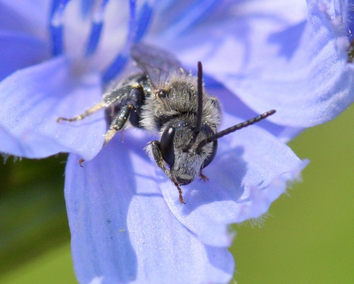 White-banded Sweat Bee photo 5