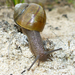 Point Pinos Shoulderband Snail - Photo (c) Robin Gwen Agarwal, some rights reserved (CC BY-NC), uploaded by Robin Gwen Agarwal