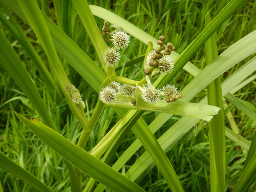 Branched bur-reed (Sparganium erectum)