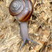Cypress Shoulderband Snail - Photo (c) Robin Gwen Agarwal, some rights reserved (CC BY-NC), uploaded by Robin Gwen Agarwal