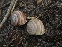 Helminthoglypta dupetithouarsi