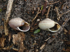 Helminthoglypta dupetithouarsi