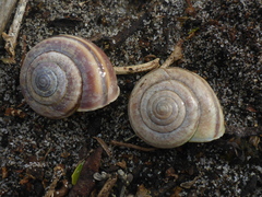 Helminthoglypta dupetithouarsi