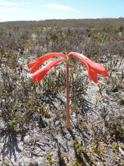 Cyrtanthus fergusoniae