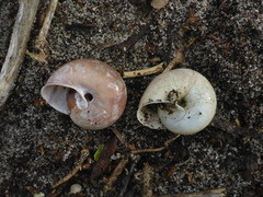 Helminthoglypta dupetithouarsi