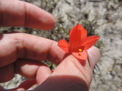 Cyrtanthus fergusoniae
