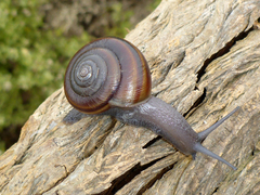 Helminthoglypta dupetithouarsi