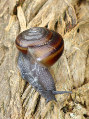 Helminthoglypta dupetithouarsi