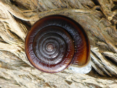 Helminthoglypta dupetithouarsi