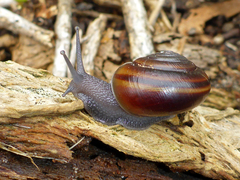 Helminthoglypta dupetithouarsi