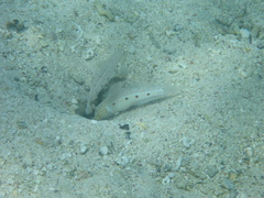 Valenciennea longipinnis